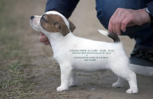 New puppies JRT, letter 